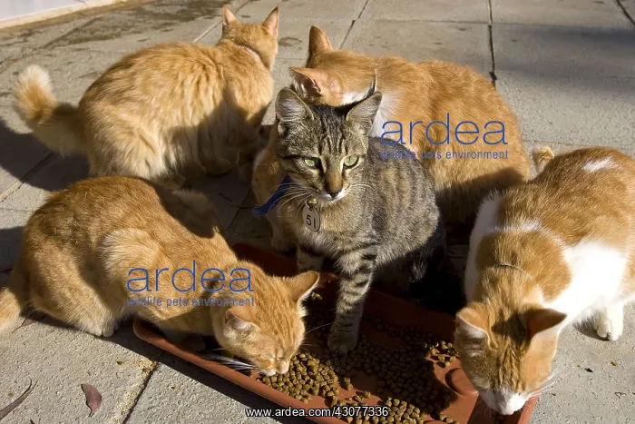 : Cats eating in a sanctuary for cats Cyprus : Cats eating in a sanctuary for cats Cyprus