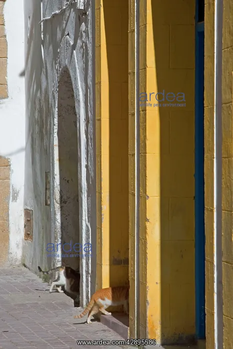 : Cats - entering doorways in alley : Cats - entering doorways in alley