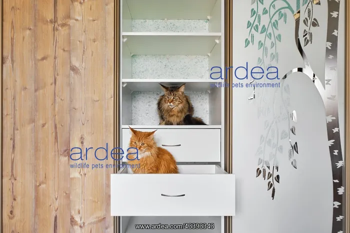 : Two cats exploring shelves in a wardrobe : Two cats exploring shelves in a wardrobe