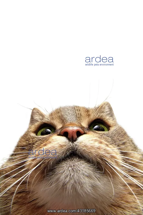 : Cat's face in close-up, fisheye shot : Cat's face in close-up, fisheye shot