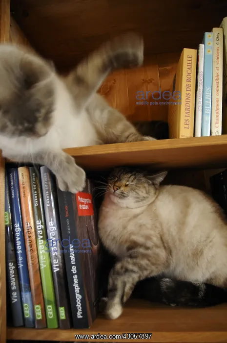 : Two cats fighting in the bookcase France : Two cats fighting in the bookcase France
