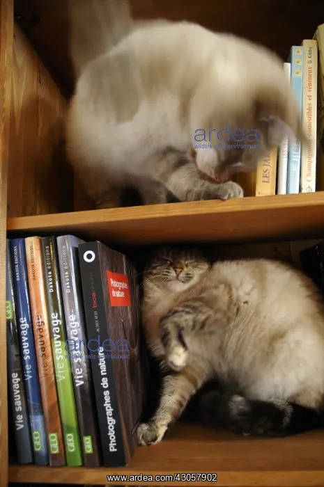 : Two cats fighting in the bookcase France : Two cats fighting in the bookcase France