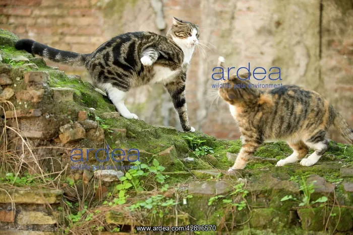 : Cats - fighting on wall : Cats - fighting on wall