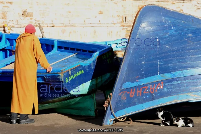 : Cats and fishing boats port of Essaouira Morocco : Cats and fishing boats port of Essaouira Morocco