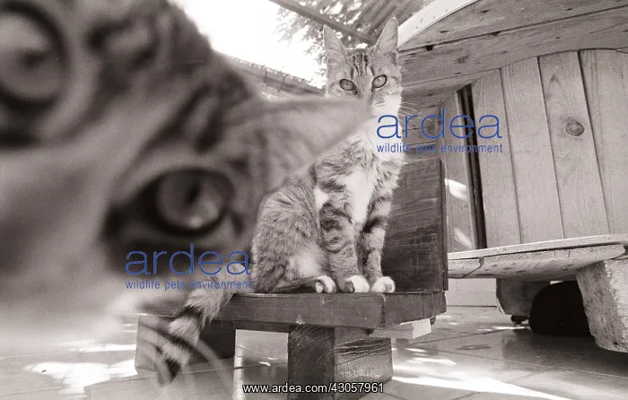 : Cats and game structure Refuge of Beauregard France : Cats and game structure Refuge of Beauregard France