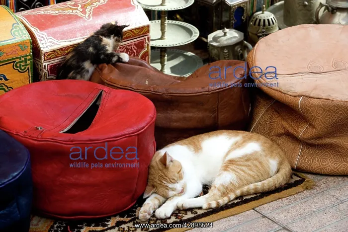 : Cats - ginger & white cat sleeping with kitten in market : Cats - ginger & white cat sleeping with kitten in market