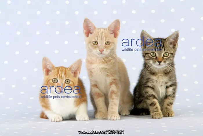 : Cats - Ginger & White, Cream Tabby & normal tabby kittens : Cats - Ginger & White, Cream Tabby & normal tabby kittens