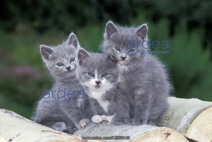 : Cats - Three grey and white kittens together on logpile : Cats - Three grey and white kittens together on logpile