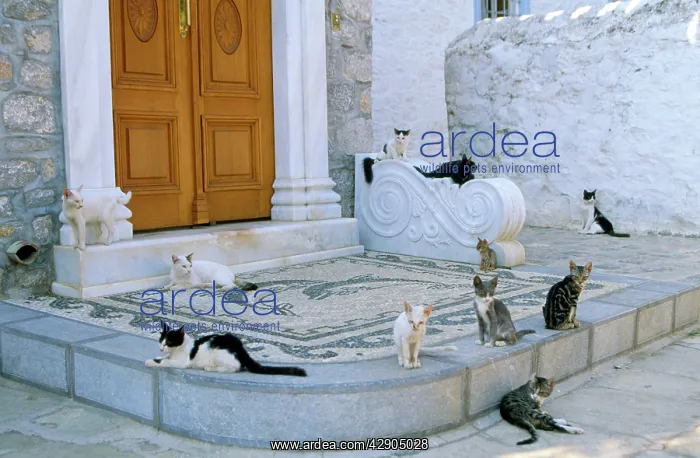 : CATS - Group, on mosaic : CATS - Group, on mosaic