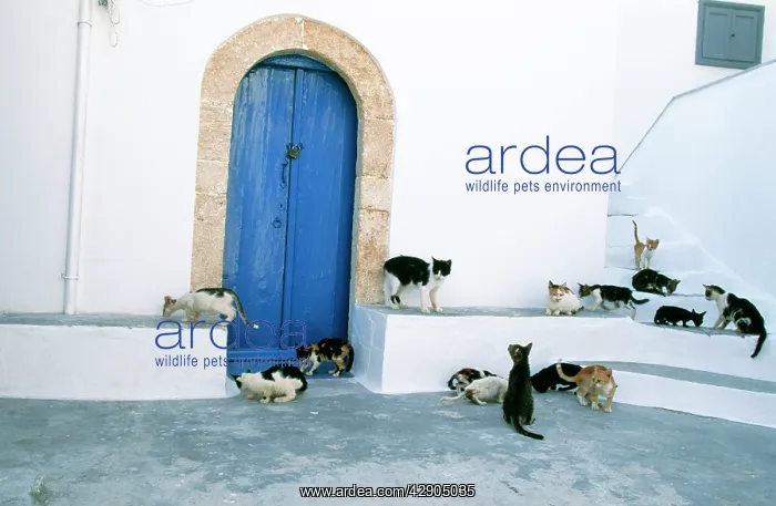 : CATS - Group, on steps, with blue door : CATS - Group, on steps, with blue door
