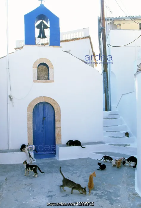 : CATS - Group, on steps, with blue door : CATS - Group, on steps, with blue door