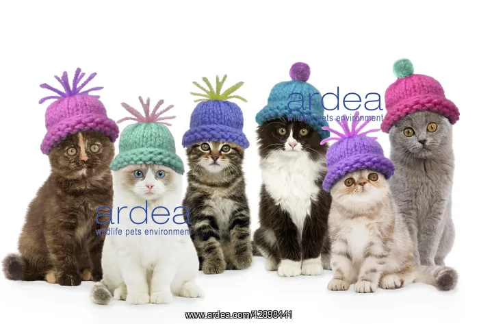  : Cats - group wearing woolly hat