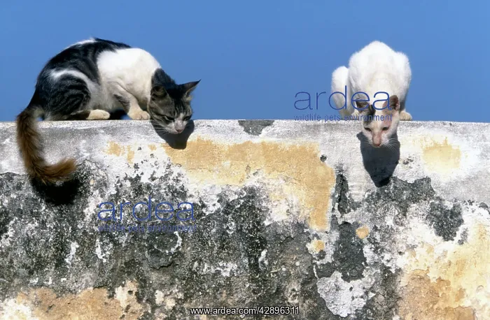 : Cats - on the Island of Lamu : Cats - on the Island of Lamu