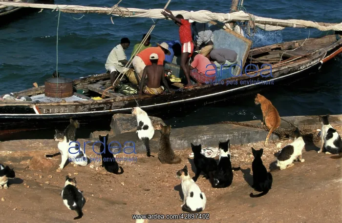 : Cats - on the Island of Lamu : Cats - on the Island of Lamu