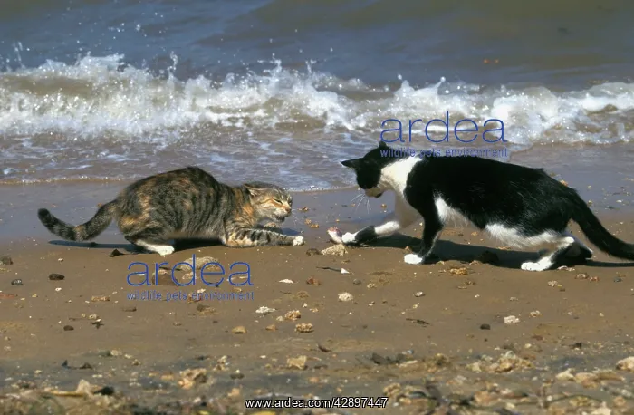 : Cats - on the Island of Lamu : Cats - on the Island of Lamu