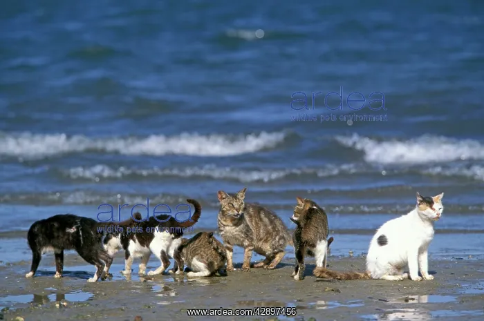 : Cats - on the Island of Lamu : Cats - on the Island of Lamu