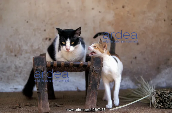 : Cats - on the Island of Lamu : Cats - on the Island of Lamu