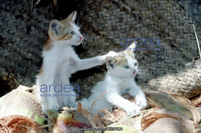 : Cats - on the Island of Lamu : Cats - on the Island of Lamu