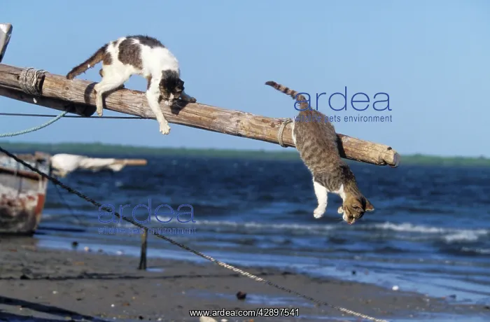 : Cats - on the Island of Lamu : Cats - on the Island of Lamu