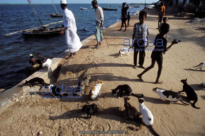 : Cats - on the Island of Lamu : Cats - on the Island of Lamu