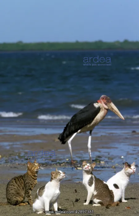  : Cats - on the Island of Lamu - Indian Ocean