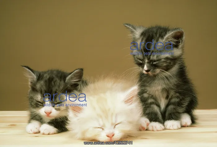 : CATS - three kittens : CATS - three kittens