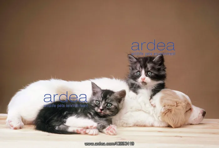 : CATS - kittens lying with puppy : CATS - kittens lying with puppy