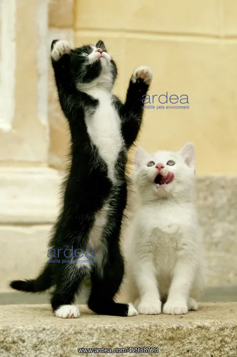 : Cats - Two kittens playing together, awaiting feed : Cats - Two kittens playing together, awaiting feed