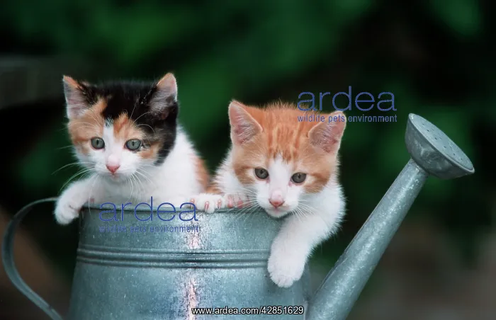  : Cats - Two kittens in watering can