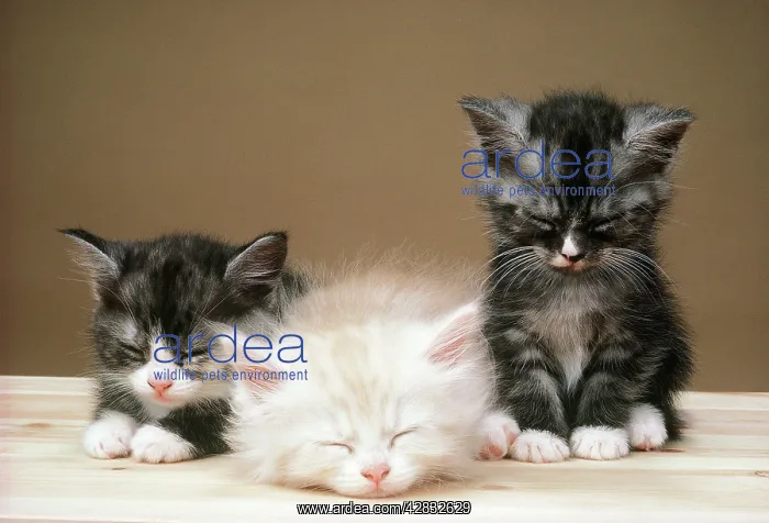 : CATS - Kittens x three : CATS - Kittens x three