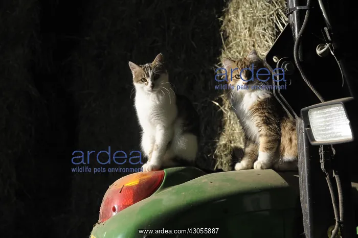 : Cats looking sat on a tractor on a farm France : Cats looking sat on a tractor on a farm France