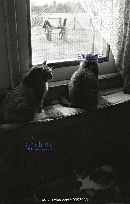 : Cats looking out the window Refuge of Beauregard France : Cats looking out the window Refuge of Beauregard France