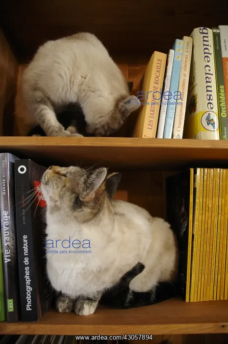 : Two cats lying in the bookcase and observes France : Two cats lying in the bookcase and observes France
