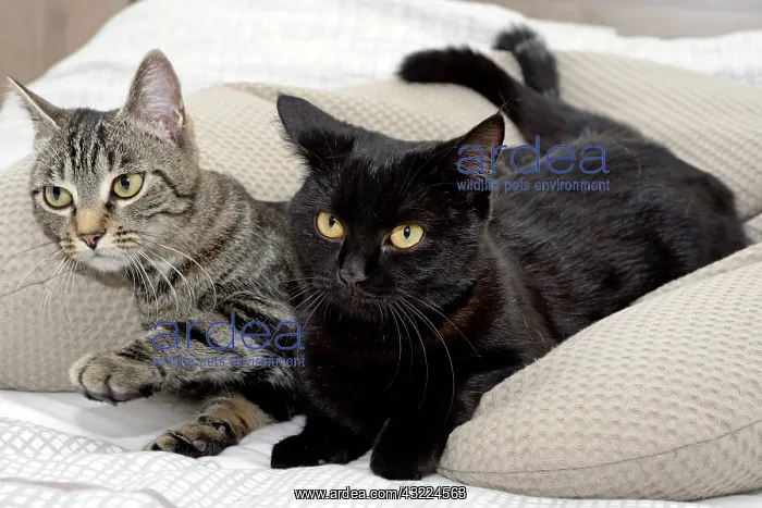 : Cats lying down on pillows : Cats lying down on pillows