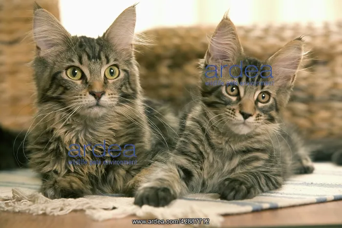  : Cats - Maine Coon - Two lying down together