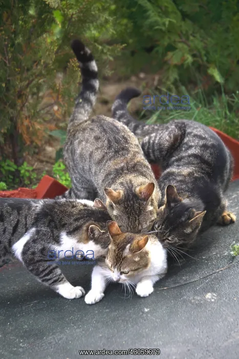 : Cats males on female : Cats males on female