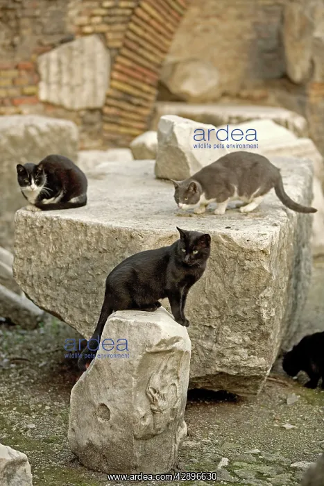  : Cats. Markets of Trajan - Rome - Italy