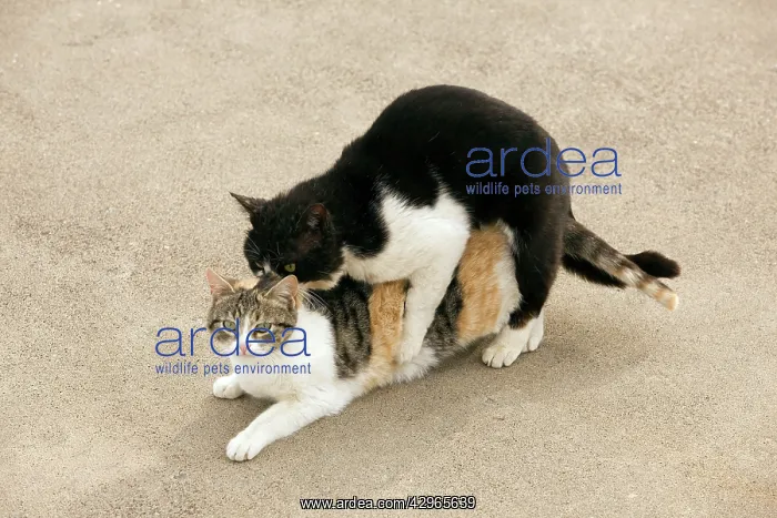 : Cats - mating - Stray : Cats - mating - Stray