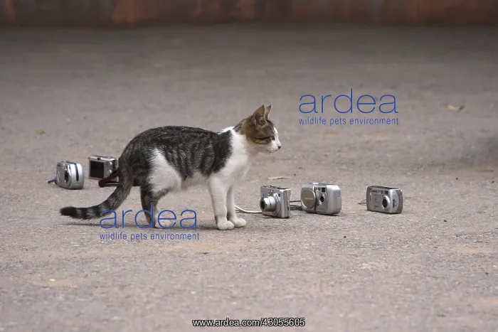  : Cats in the middle of tourist cameras Morocco