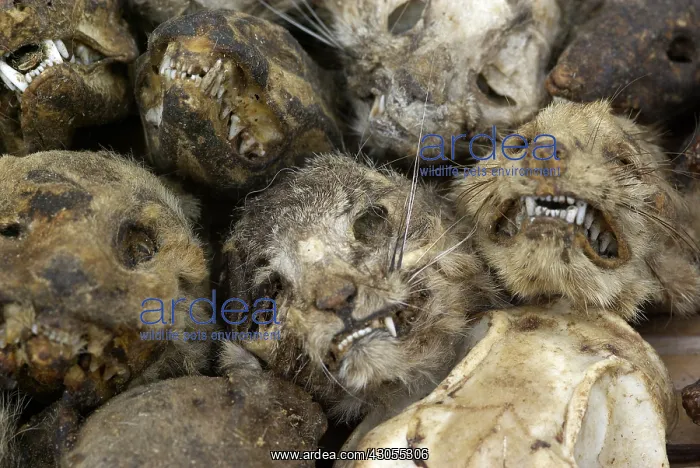 : Cats mummified heads for voodoo ceremonies Benin : Cats mummified heads for voodoo ceremonies Benin