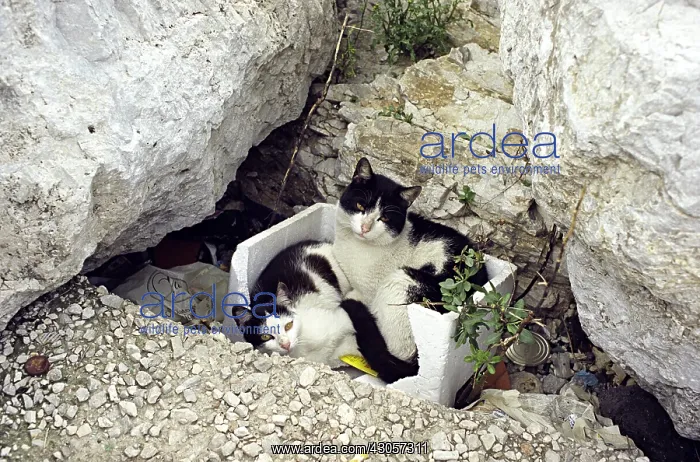 : Cats in Naples Italy : Cats in Naples Italy