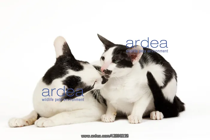 : Cats - Oriental : Cats - Oriental