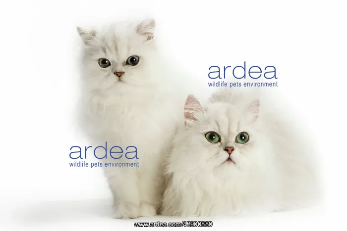 : Cats - Persian Chinchilla : Cats - Persian Chinchilla