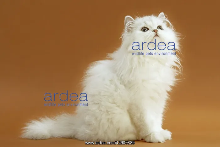: Cats - Persian Chinchilla : Cats - Persian Chinchilla