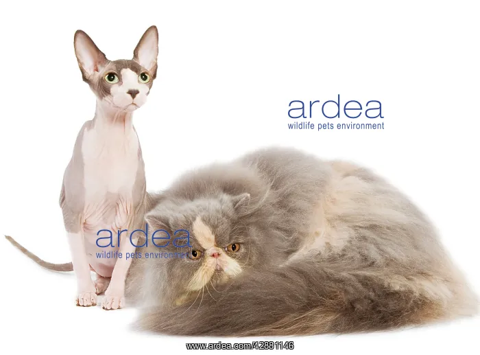 : Cats - Persian & Sphynx in studio : Cats - Persian & Sphynx in studio