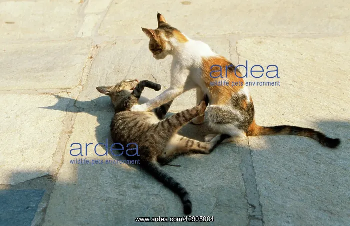 : CATS - playing : CATS - playing