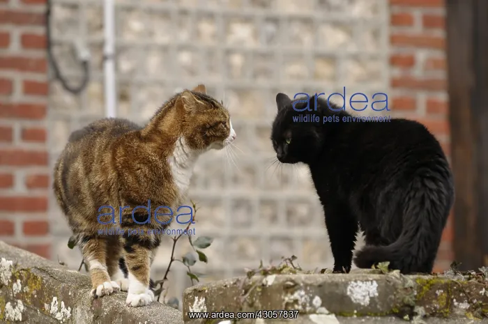 : Two cats ready to fight for the same territory Yport : Two cats ready to fight for the same territory Yport