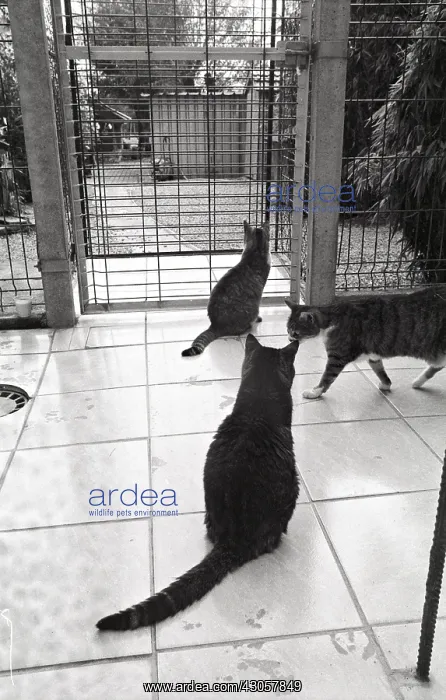 : Cats Refuge of Beauregard France : Cats Refuge of Beauregard France