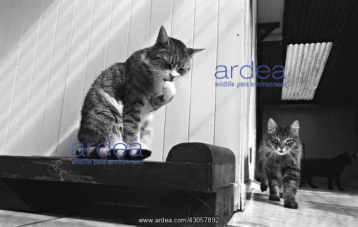 : Cats Refuge of Beauregard France : Cats Refuge of Beauregard France