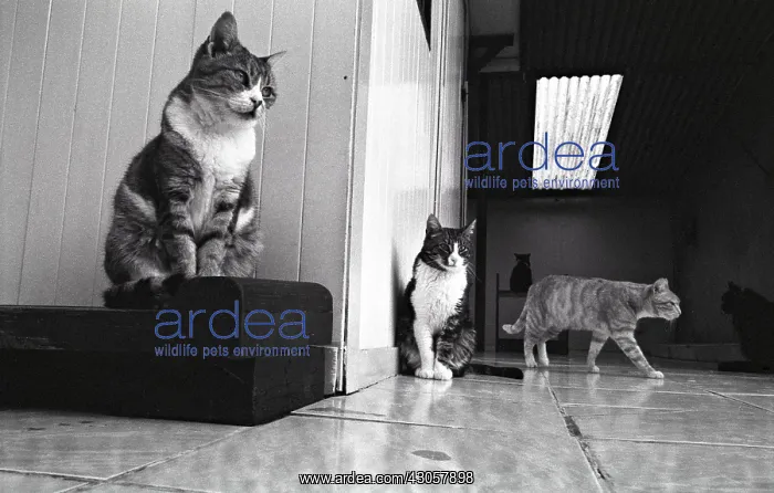  : Cats Refuge of Beauregard France